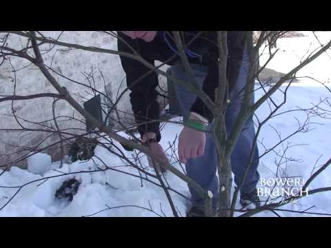 A video guiding you on how to properly prune a Bloodgood Japanese during winter months