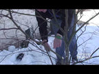 A video guiding you on how to properly prune a Bloodgood Japanese during winter months