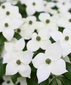 A close up of the four petaled, snow white blooms of the Japanese Kousa Dogwood sitting atop the green foliage
