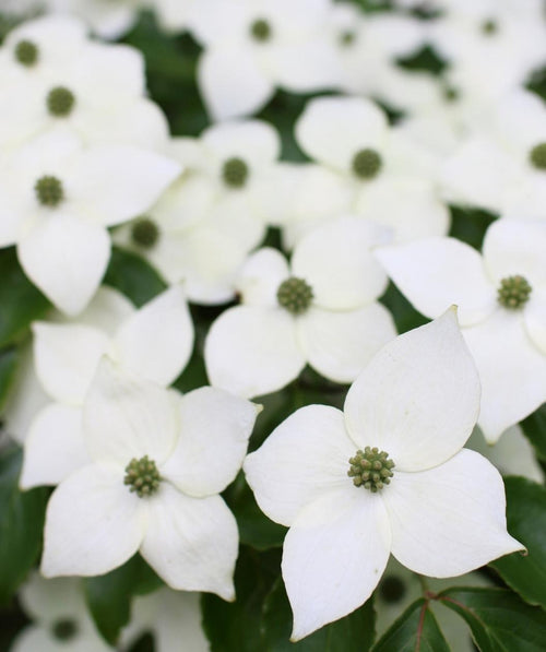 A close up of the four petaled, snow white blooms of the Japanese Kousa Dogwood sitting atop the green foliage