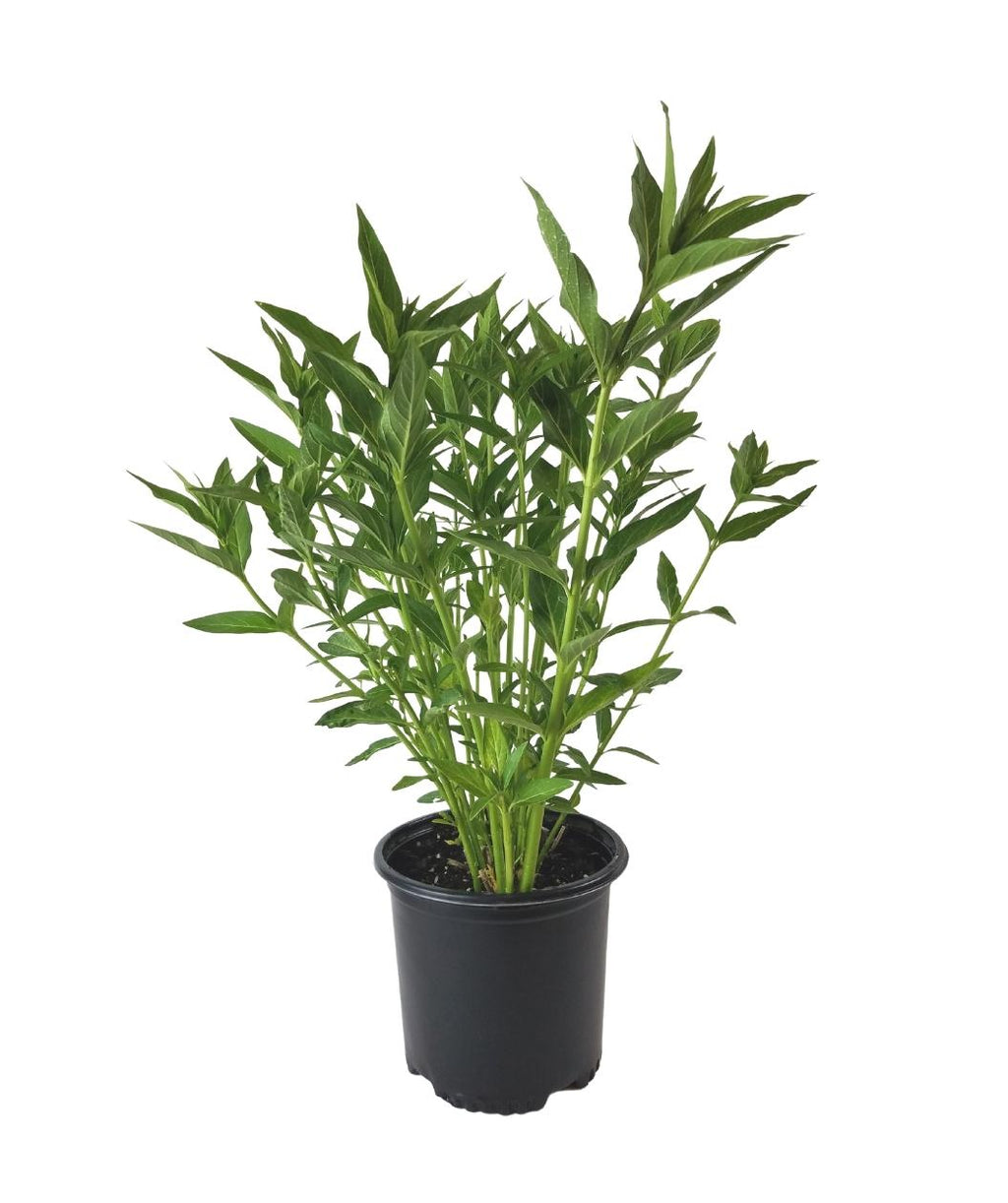 Milkmaid Swamp Milkweed product shot on white, light green stems with dark green leaves