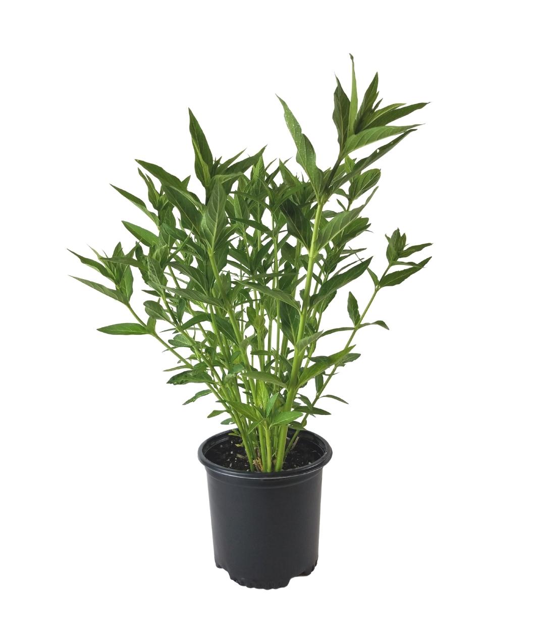 Milkmaid Swamp Milkweed product shot on white, light green stems with dark green leaves