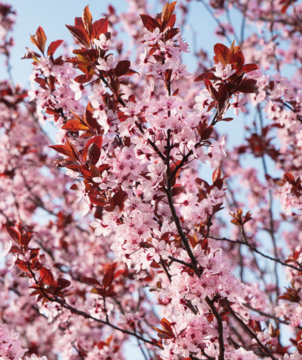 Close up of Newport Purple Leaf Plum flowers, lots of small pale pink flowers begin to emerge from purple colored flower buds