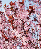 Close up of Newport Purple Leaf Plum flowers, lots of small pale pink flowers begin to emerge from purple colored flower buds