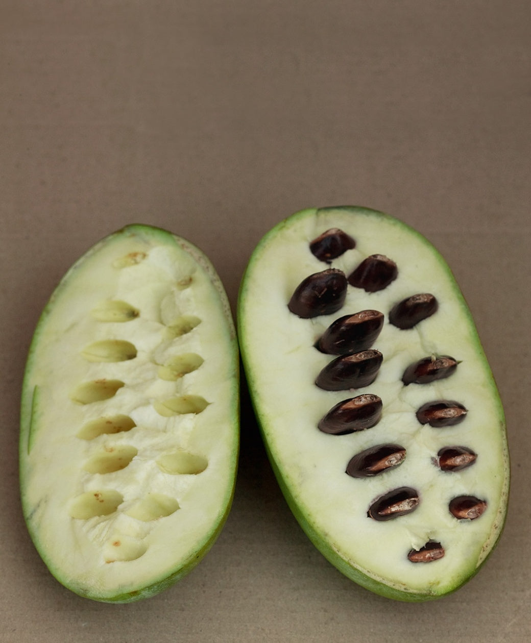 Prolific Pawpaw