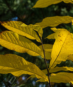 Close up of Rappahannock Pawpaw leaves in fall, large oblong shaped leaves that turn shades of yellow in fall