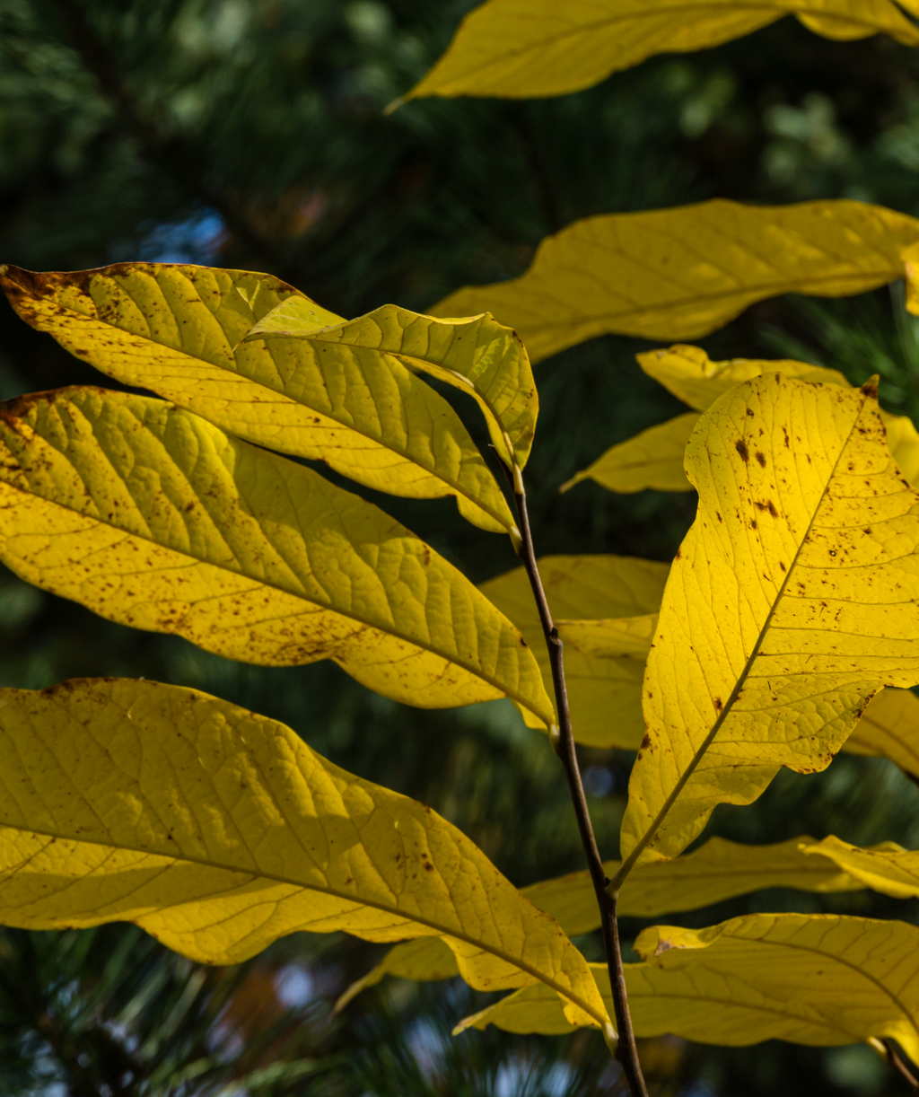 A closeup of the bright yellow fall foliage of the Potomac Pawpaw