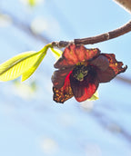 Close up of Prolific Pawpaw flower, small dark red flowers