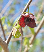 Close up of Potomac Pawpaw flower, small dark red flowers