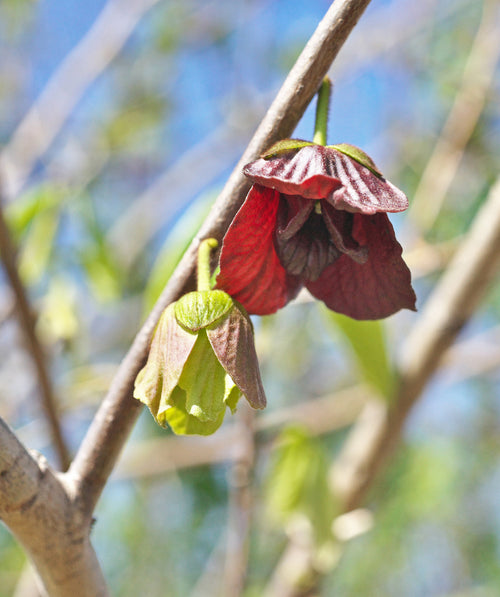 Close up of Sunflower Pawpaw flower, small dark red flowers