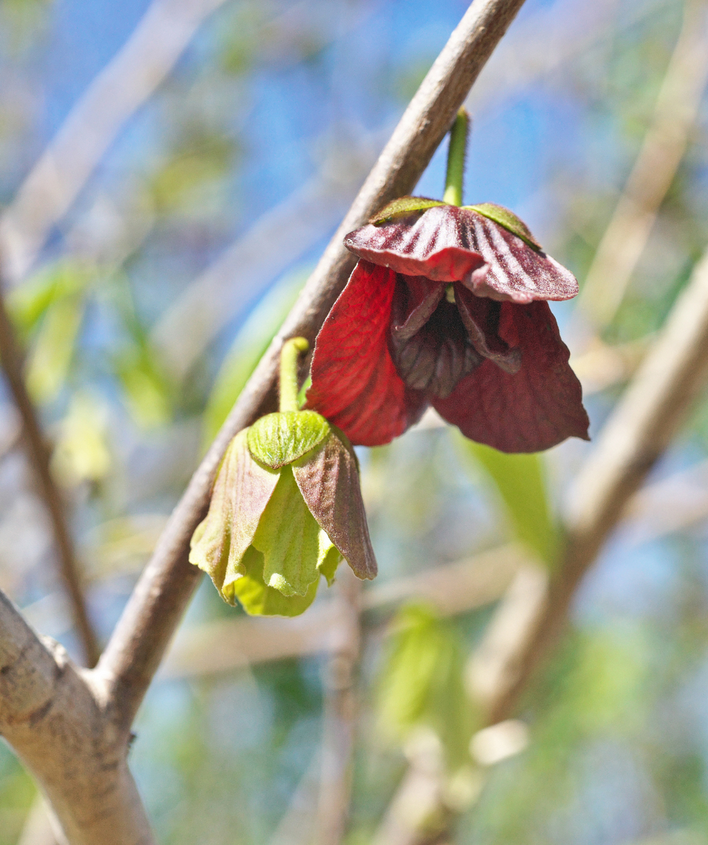 Two young green and red pawpaw flowers