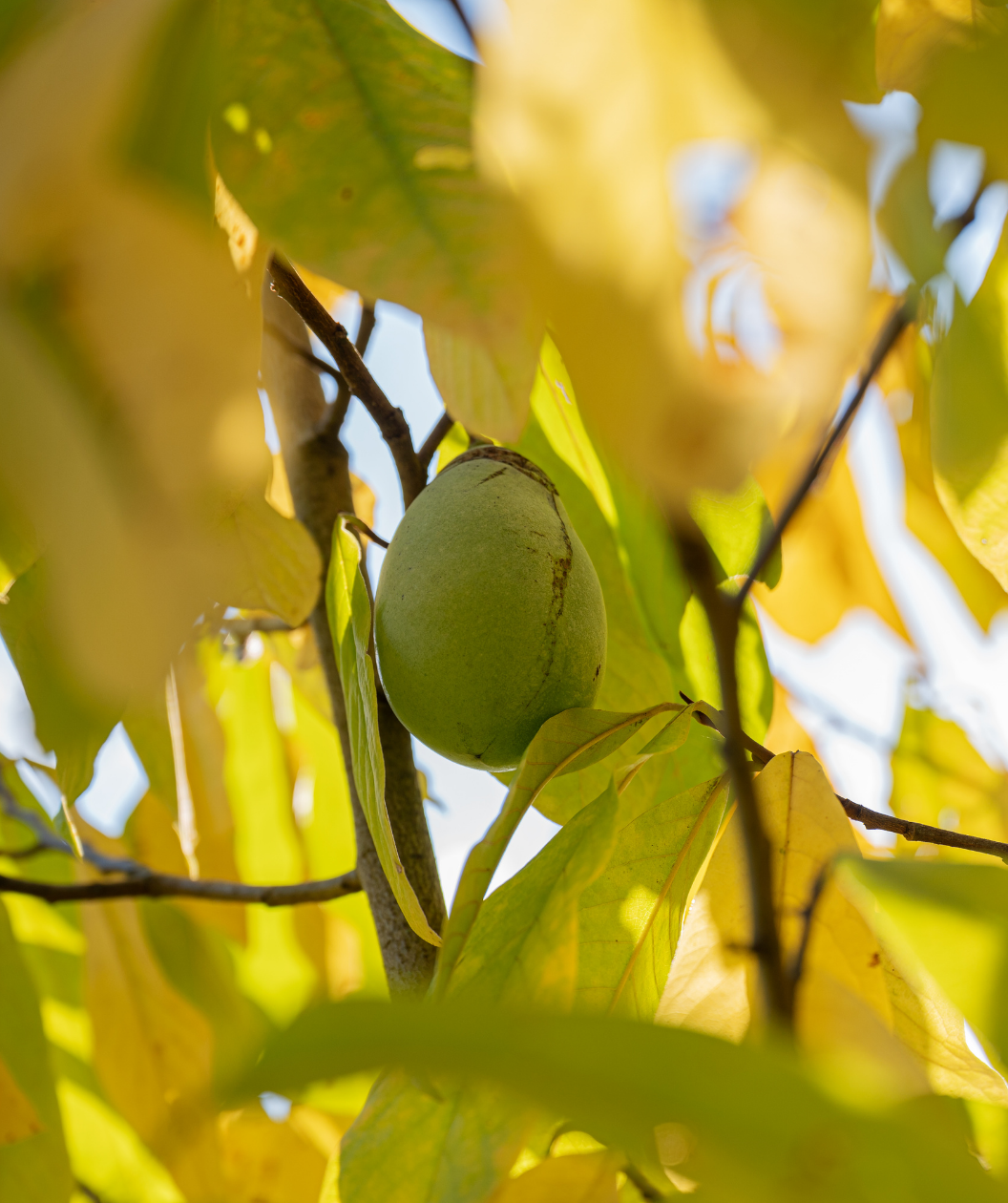 Green pawpaw fruits surrounded by green and yellow leaves 
