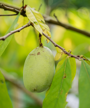 Up close picture of the bright green pawpaw fruits on the brown skinny branches and surrounding green leaves.