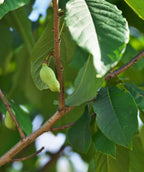 Young Prolific Pawpaw fruit, small green peanut shell shaped fruit