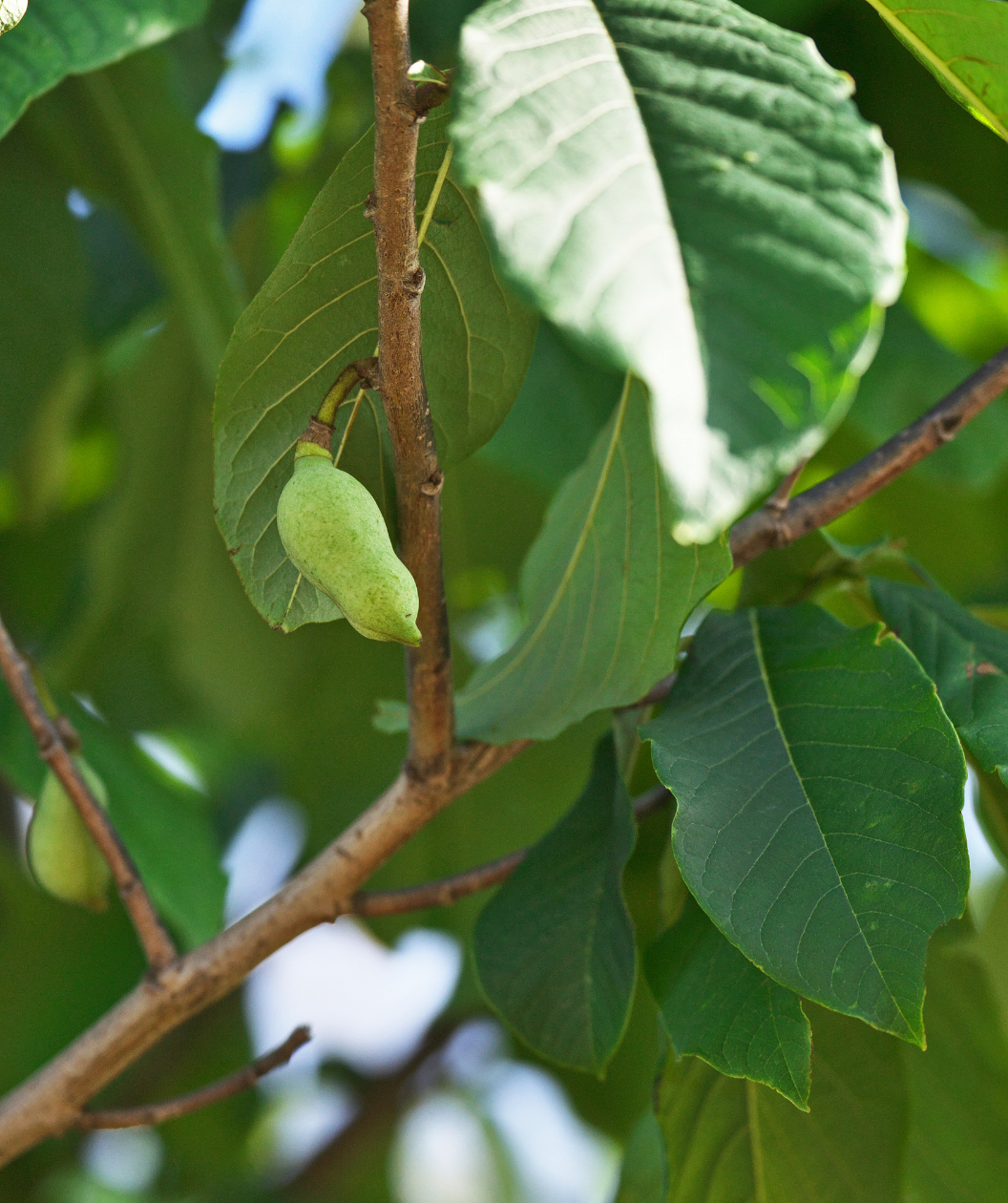 Prolific Pawpaw