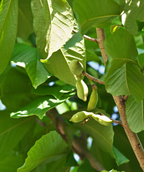 A closeup of the greenish-yellow Pawpaw fruit beginning to form on the tree, surrounded by the bright green foliage of the Pawpaw