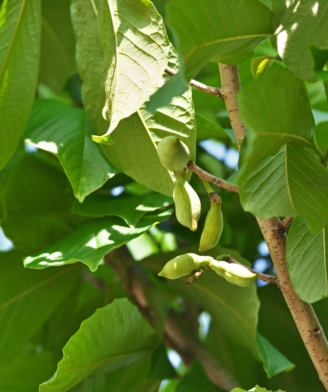 Upclose shot of young green pawpaw fruits surrounded by green leaves