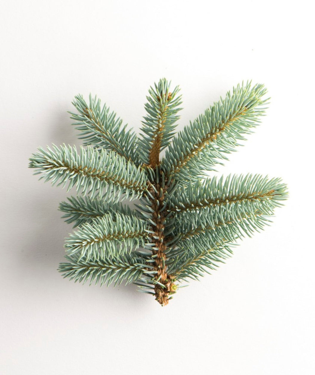 Dwarf Globe Blue Spruce branch on white, blue-green colored foliage