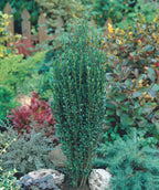 Small planted Sky Pencil plant in the landscape