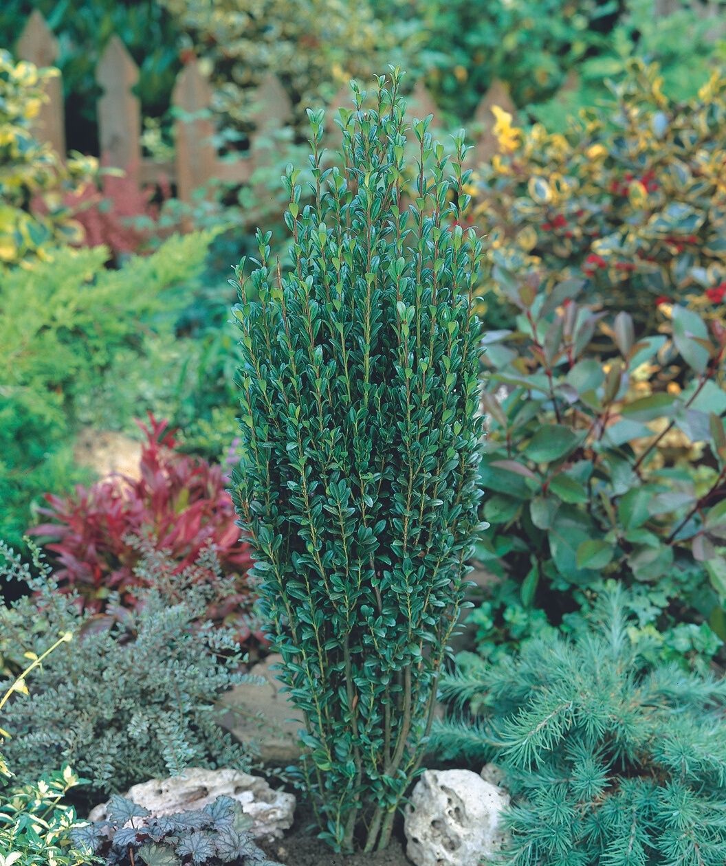 Small planted Sky Pencil plant in the landscape
