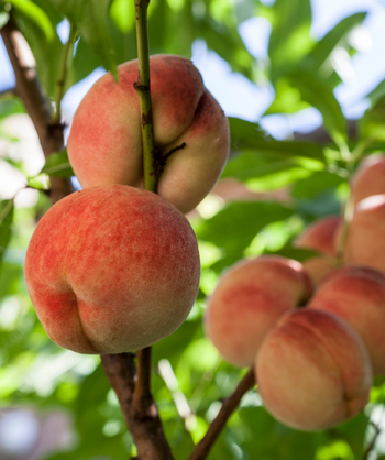 Close up of White Lady Peaches, several round fuzzy fruits that are yellow with red blush