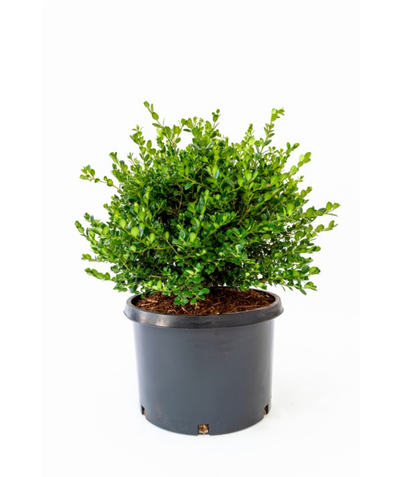 A Winter Gem Boxwood in a black nursery pot, showcasing the vivid green, evergreen foliage against a white background