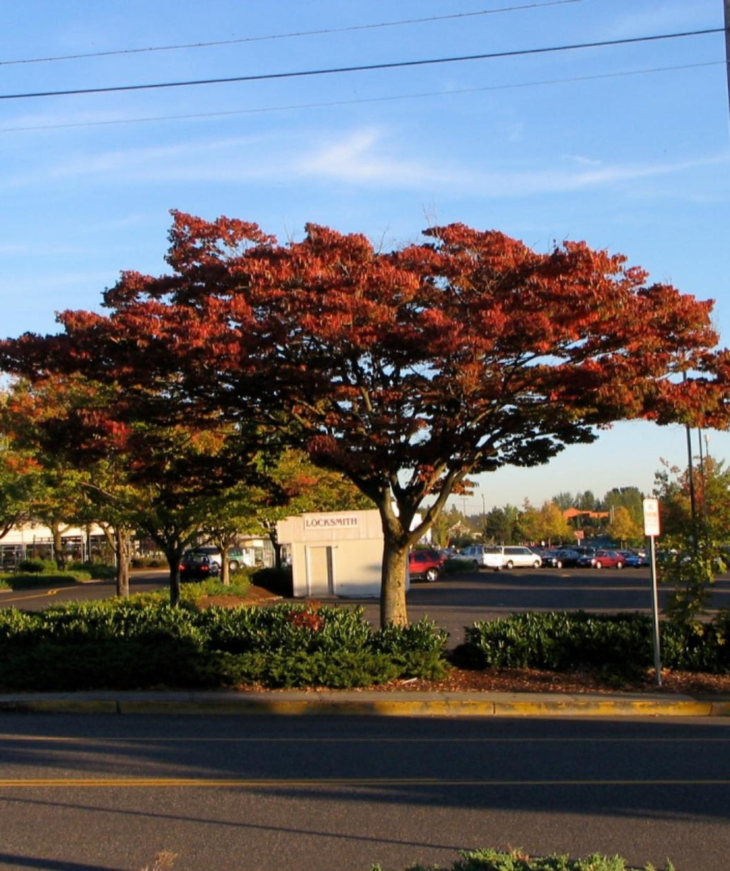 The Wireless Zelkova planted as a street tree in a landscape underneath the power lines with fiery red fall color