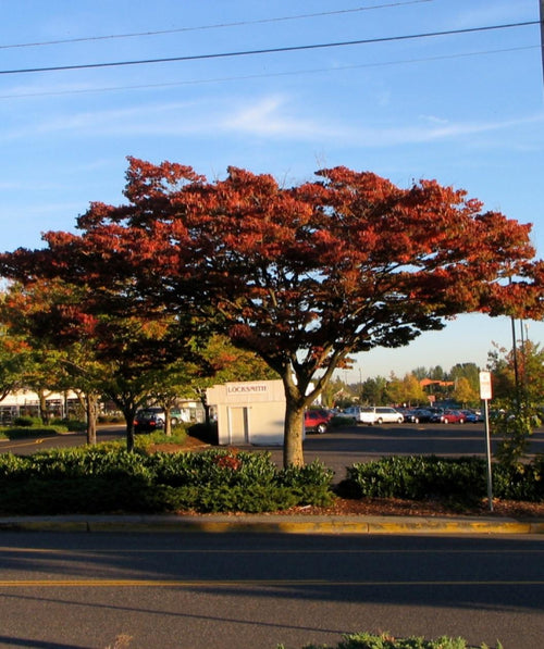 The Wireless Zelkova planted as a street tree in a landscape underneath the power lines with fiery red fall color